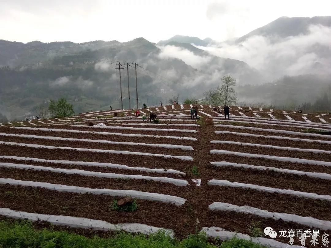 广西桂林龙胜新农人生态农业专业合作社百香果种苗培育基地高山种植基地实拍